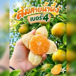 ส้มสายน้ำผึ้ง เบอร์4