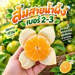 ส้มสายน้ำผึ้ง เบอร์2-3