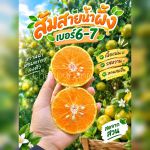 ส้มสายน้ำผึ้ง เบอร์6-7